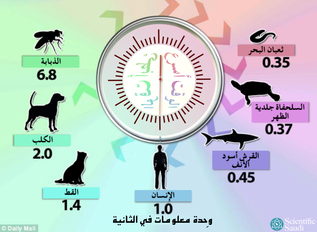 معدل إحساس الكائنات بالزمن. الذبابة ترى العالم بالعرض البطيء بينما ثعبان البحر يراه مسرّعاً