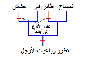 %d8%aa%d8%b7%d9%88%d8%b1-%d8%a7%d9%84%d8%ae%d9%81%d8%a7%d8%b4