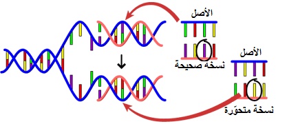 %d8%ad%d9%85%d8%b6-%d9%86%d9%88%d9%88%d9%8a